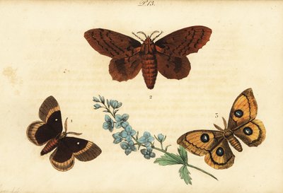 Oak Eggar, Poplar Lappet, and Tau Emperor by Unknown